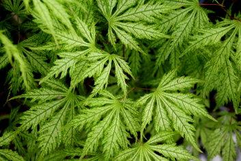 Acer Palmatum 'sister Ghost' - View 13 from www redcrocus com