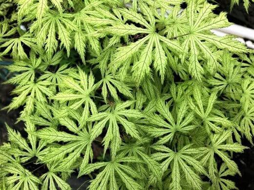 Acer Palmatum 'sister Ghost' - View 14 from www redcrocus com