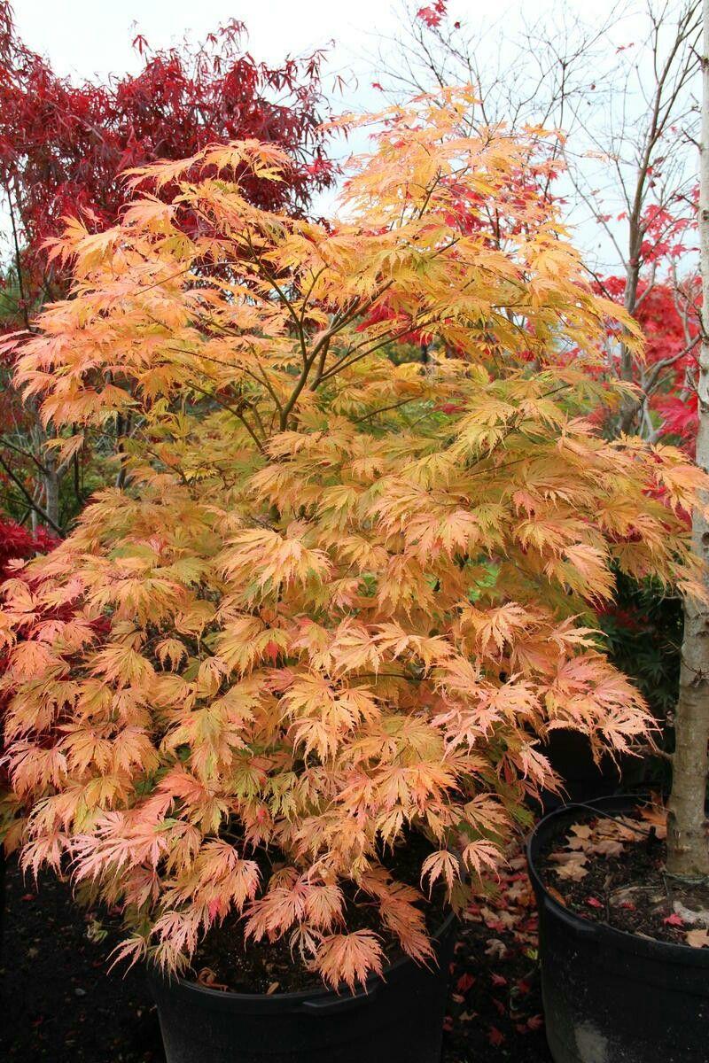 Acer Palmatum 'sister Ghost' - View 15 from www redcrocus com