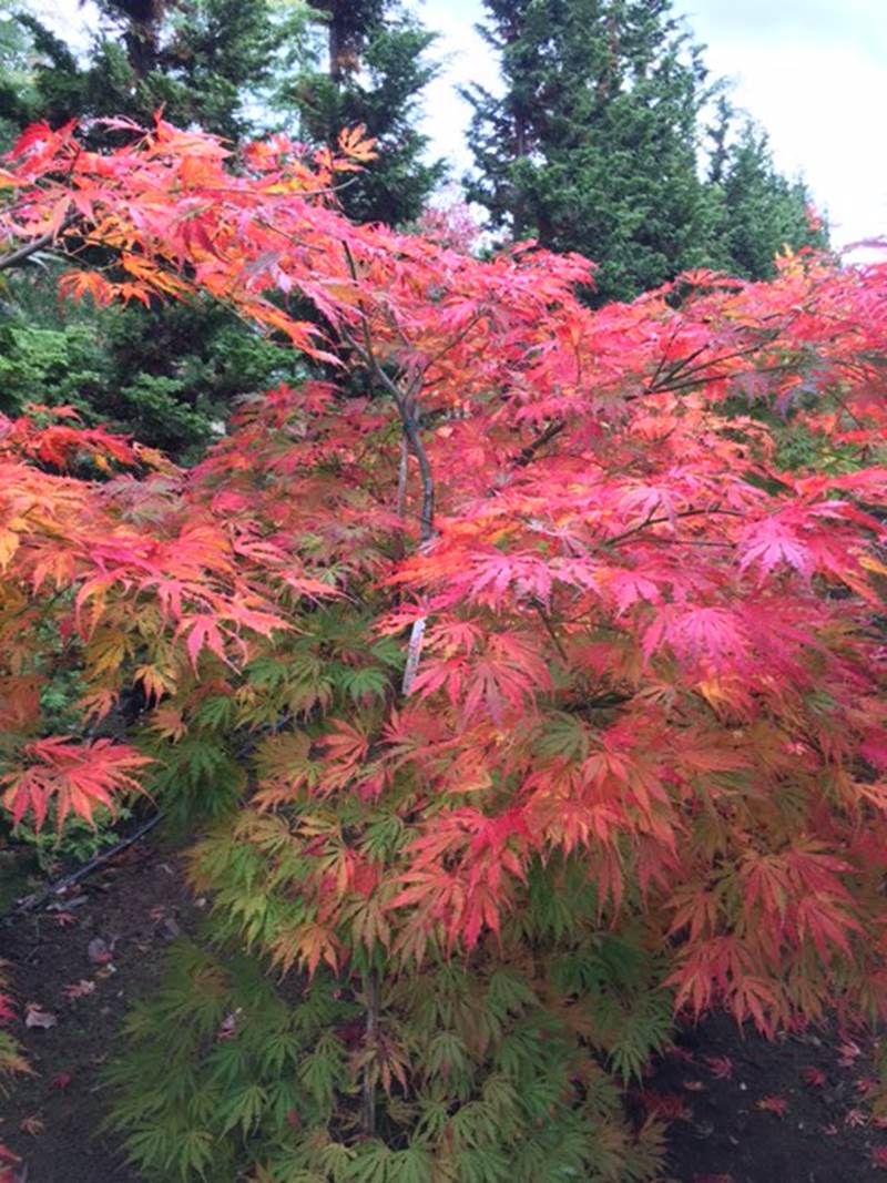 Acer Palmatum 'sister Ghost' - View 16 from www redcrocus com