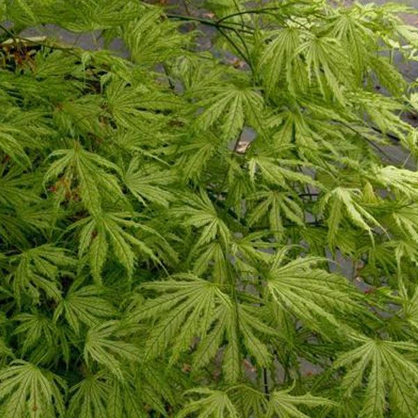 Acer Palmatum 'sister Ghost' - View 18 from www redcrocus com