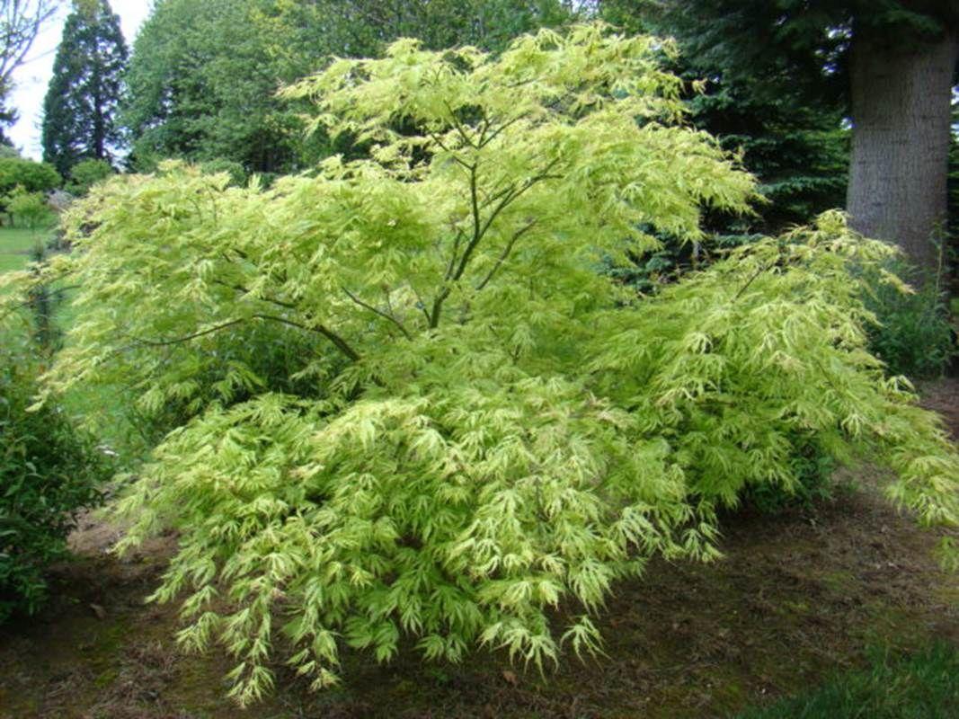 Acer Palmatum 'sister Ghost' - View 19 from www redcrocus com