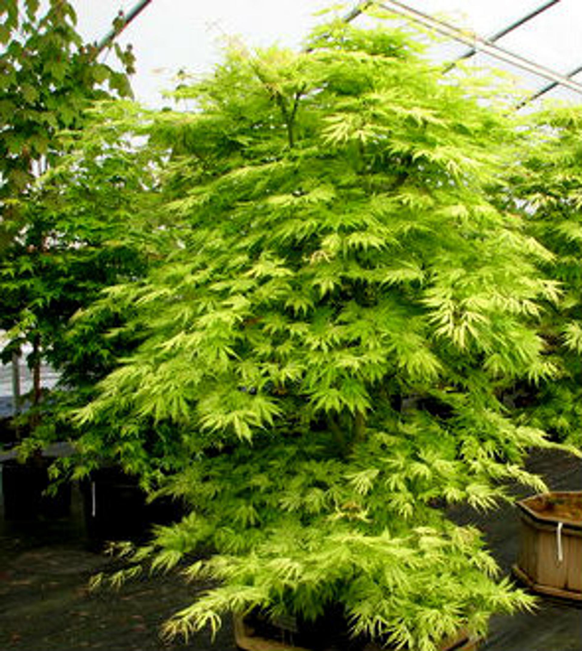 Acer Palmatum 'sister Ghost' - View 5 from www redcrocus com