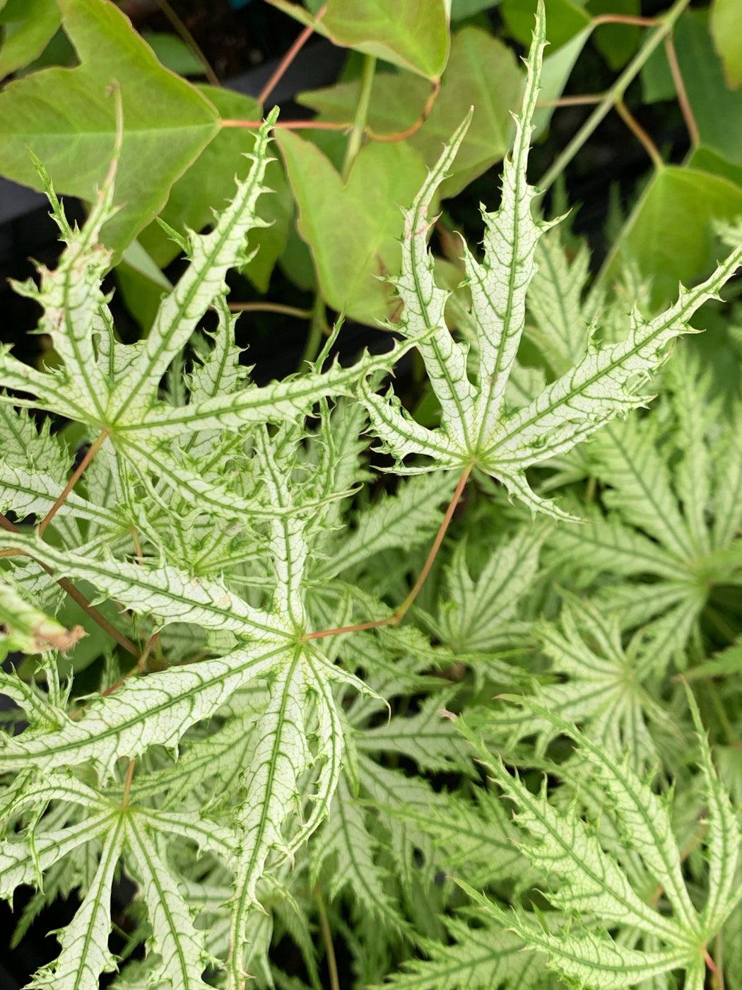 Acer Palmatum 'sister Ghost' - View 8 from www redcrocus com