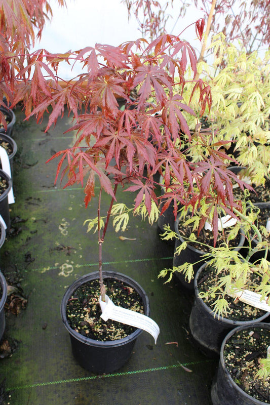 Acer Shirasawanum Purple Umbrella - View 1 from www redcrocus com