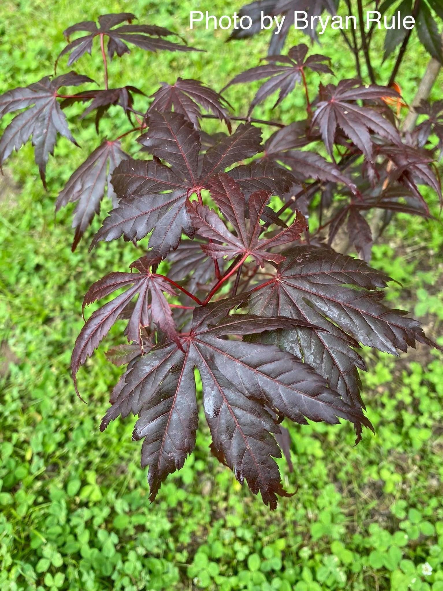 Acer Shirasawanum 'purple Umbrella' - View 3 from www redcrocus com