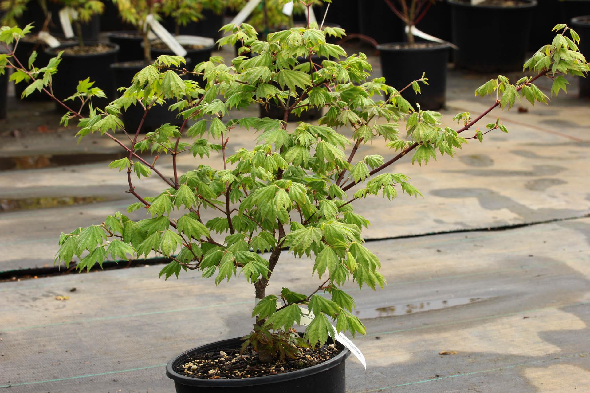 Acer Sieboldianum Seki No Kegon - View 1 from www redcrocus com