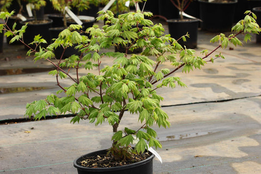 Acer Sieboldianum Seki No Kegon - View 1 from www redcrocus com