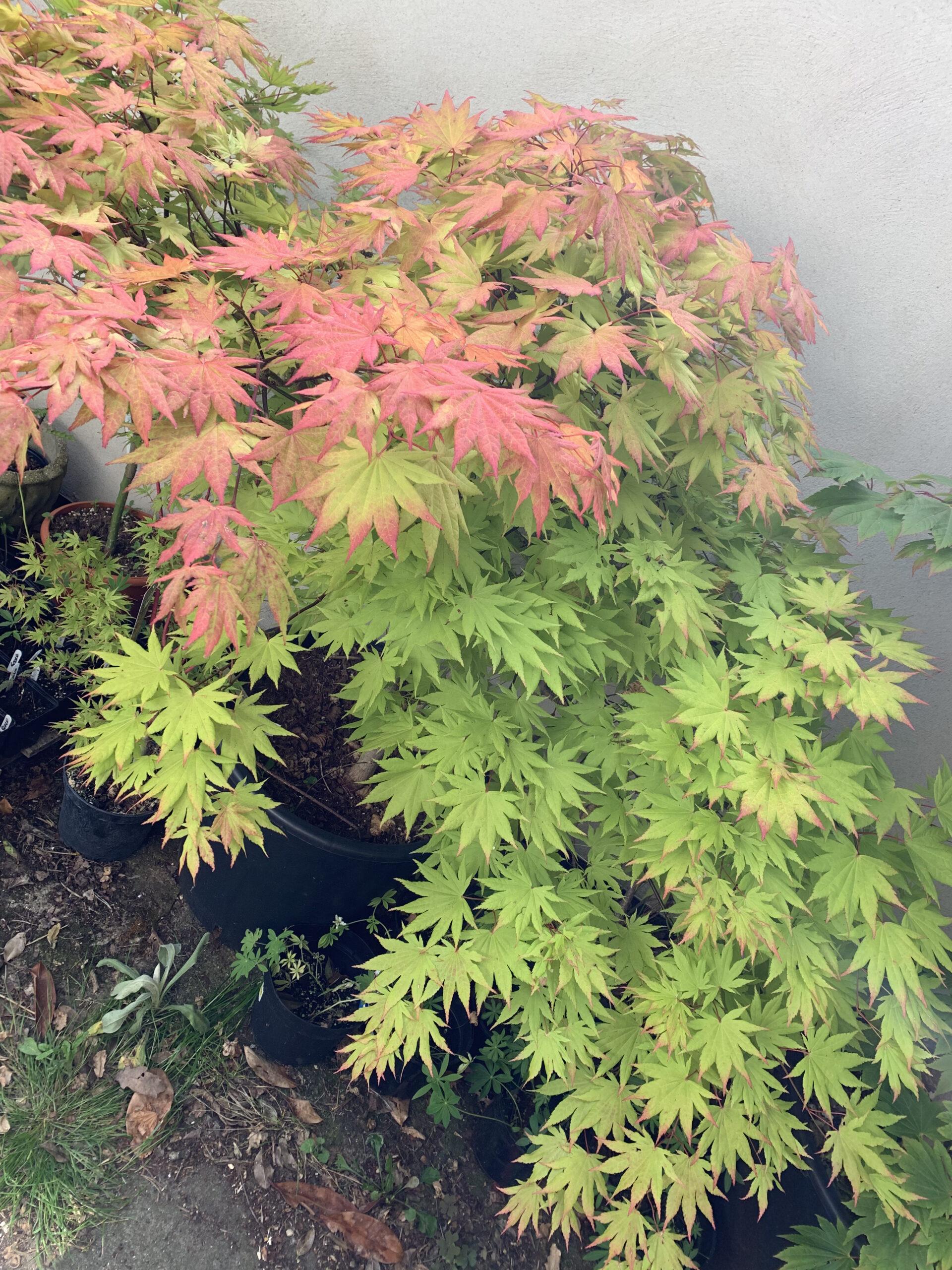 Acer Shirasawanum Autumn Moon - View 11 from www redcrocus com