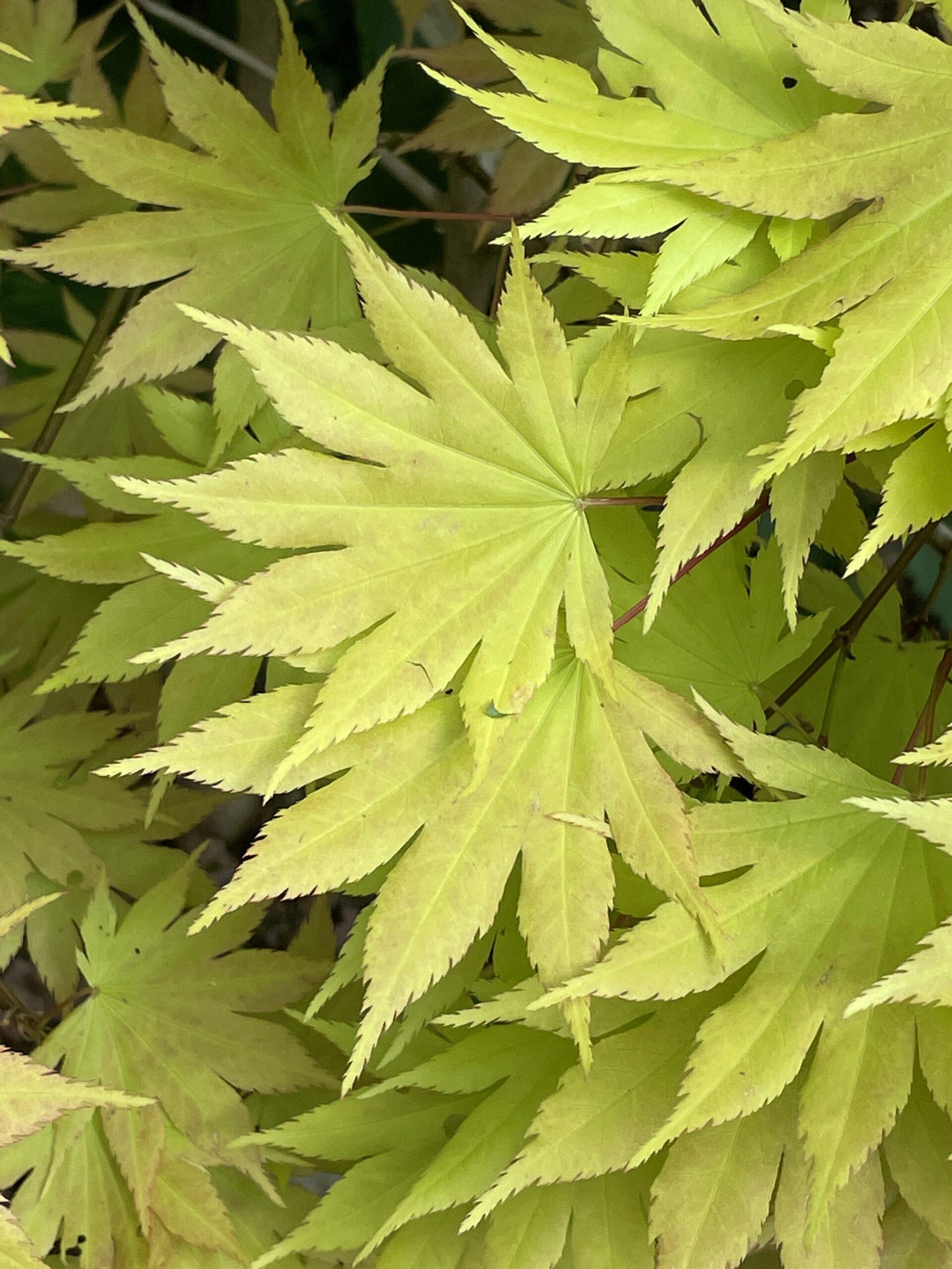 Acer Shirasawanum Autumn Moon - View 14 from www redcrocus com