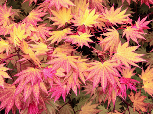 Acer Shirasawanum Autumn Moon - View 1 from www redcrocus com