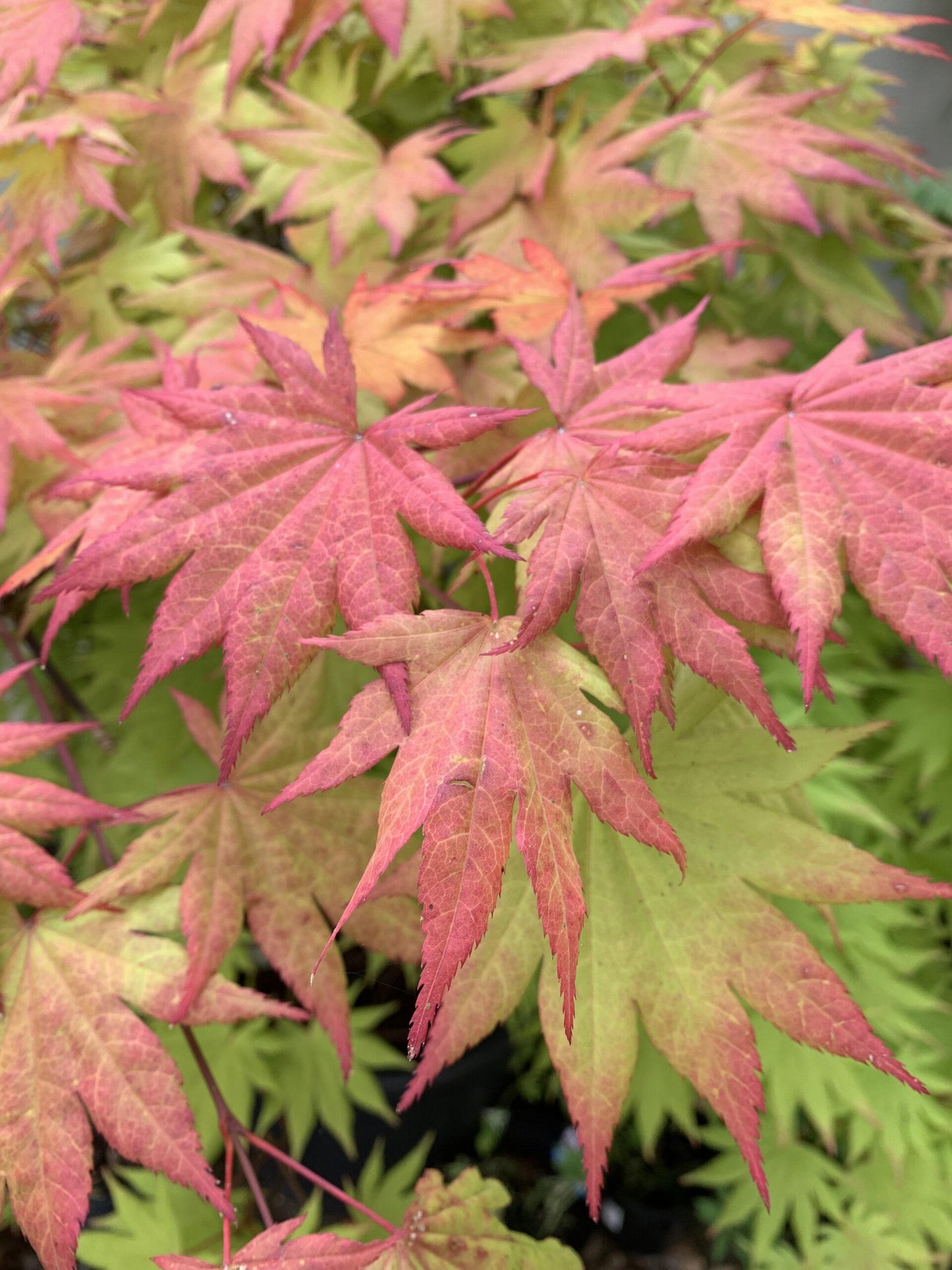 Acer Shirasawanum Autumn Moon - View 5 from www redcrocus com