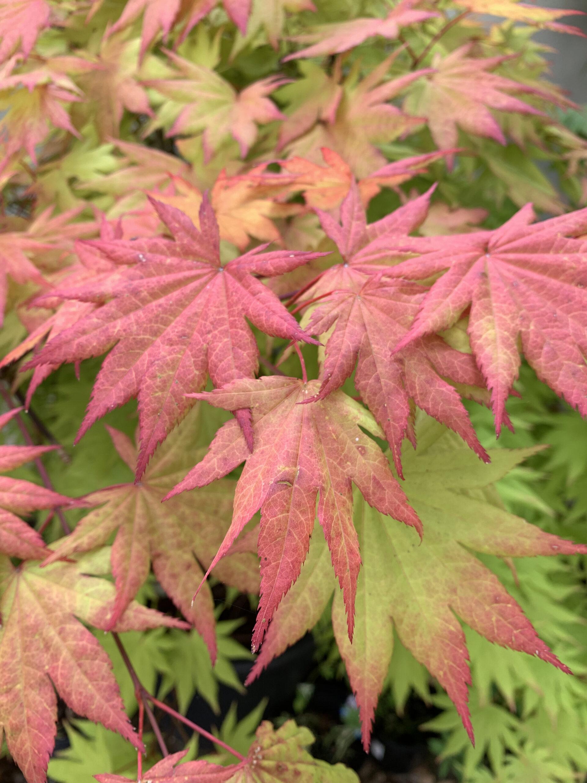 Acer Shirasawanum Autumn Moon - View 5 from www redcrocus com