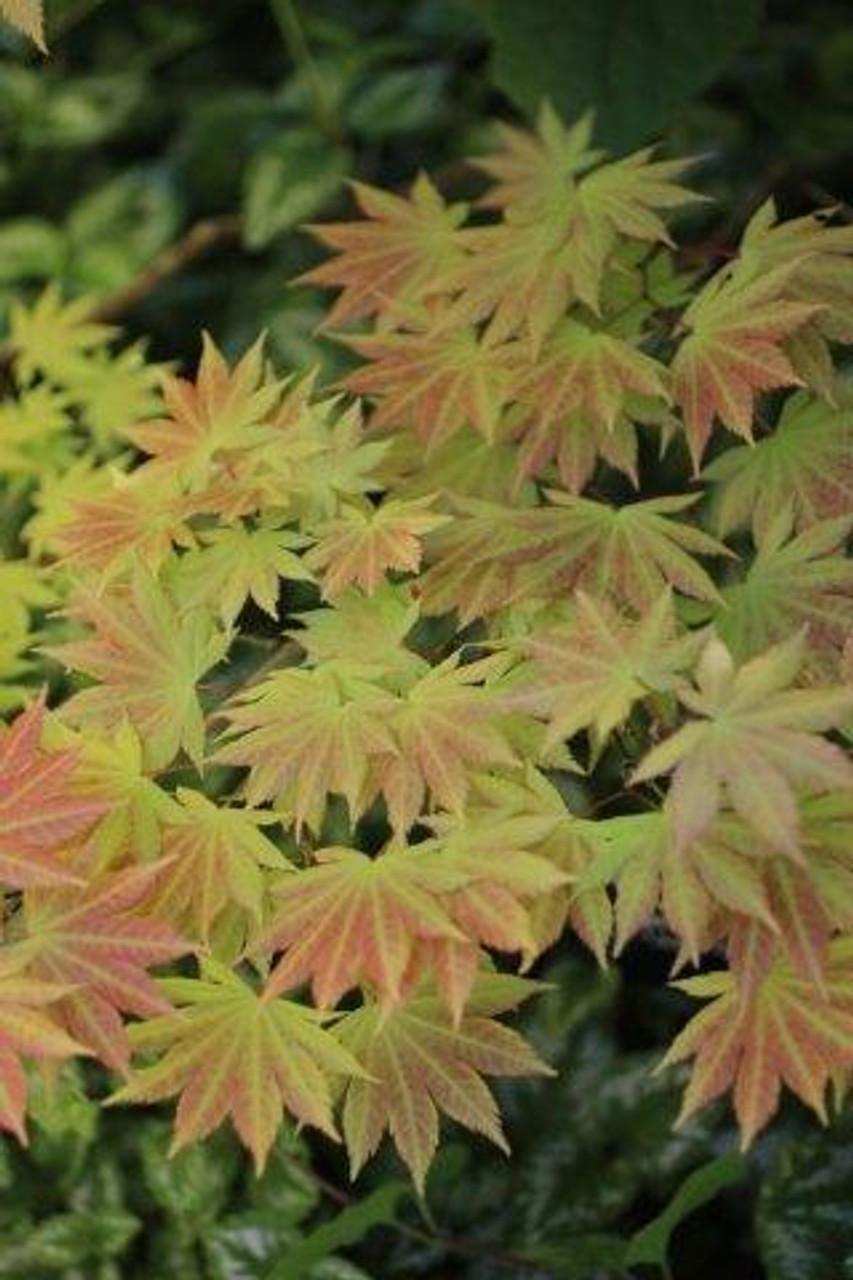 Acer Shirasawanum 'autumn Moon' - View 15 from www redcrocus com