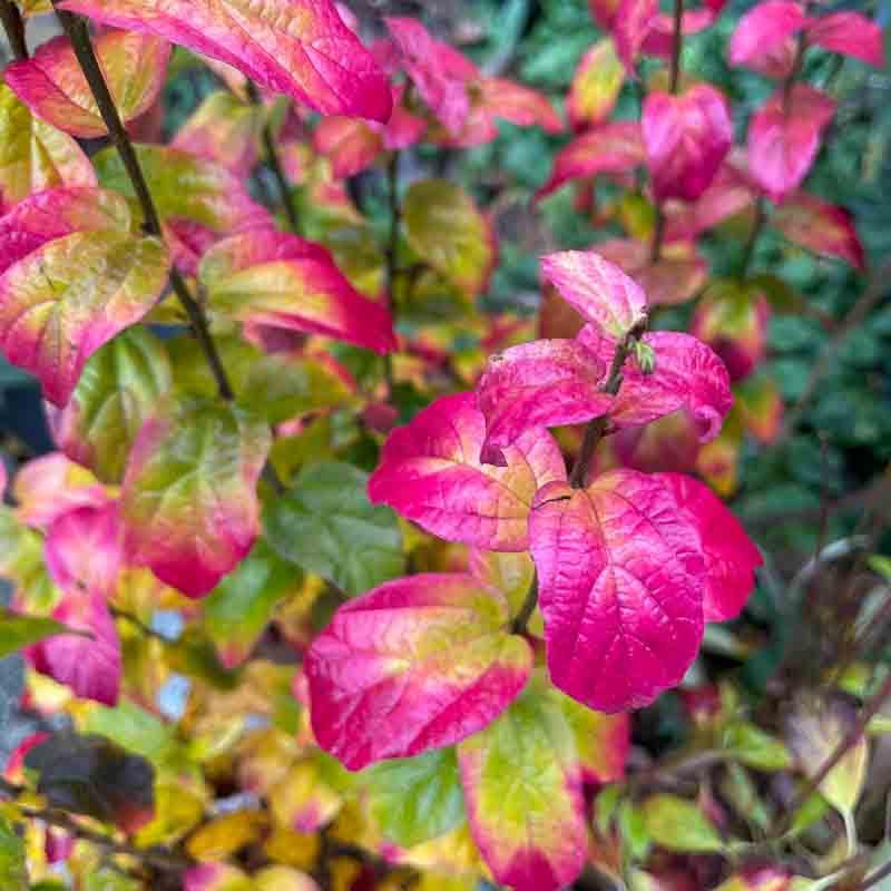 Parrotia Persica Persian Spire - View 6 from www redcrocus com