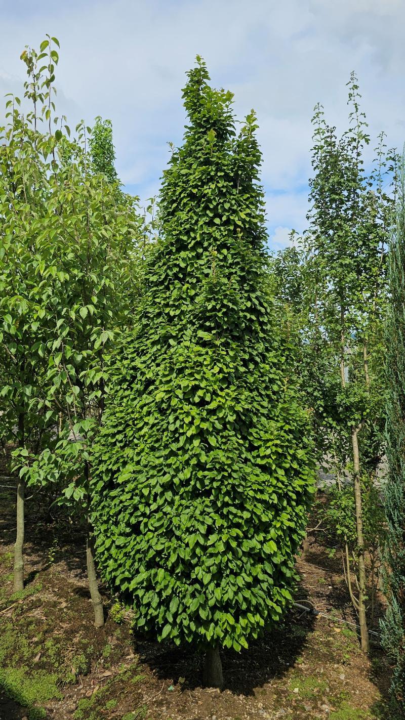 Carpinus Betulus Columnaris Nana Single Stem - View 15 from www redcrocus com