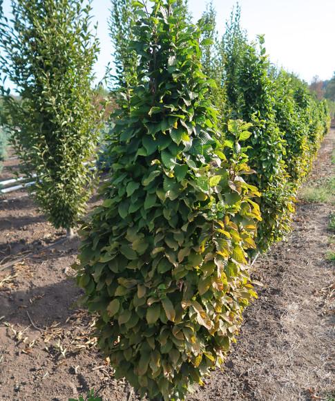 Carpinus Betulus Columnaris Nana Single Stem - View 17 from www redcrocus com