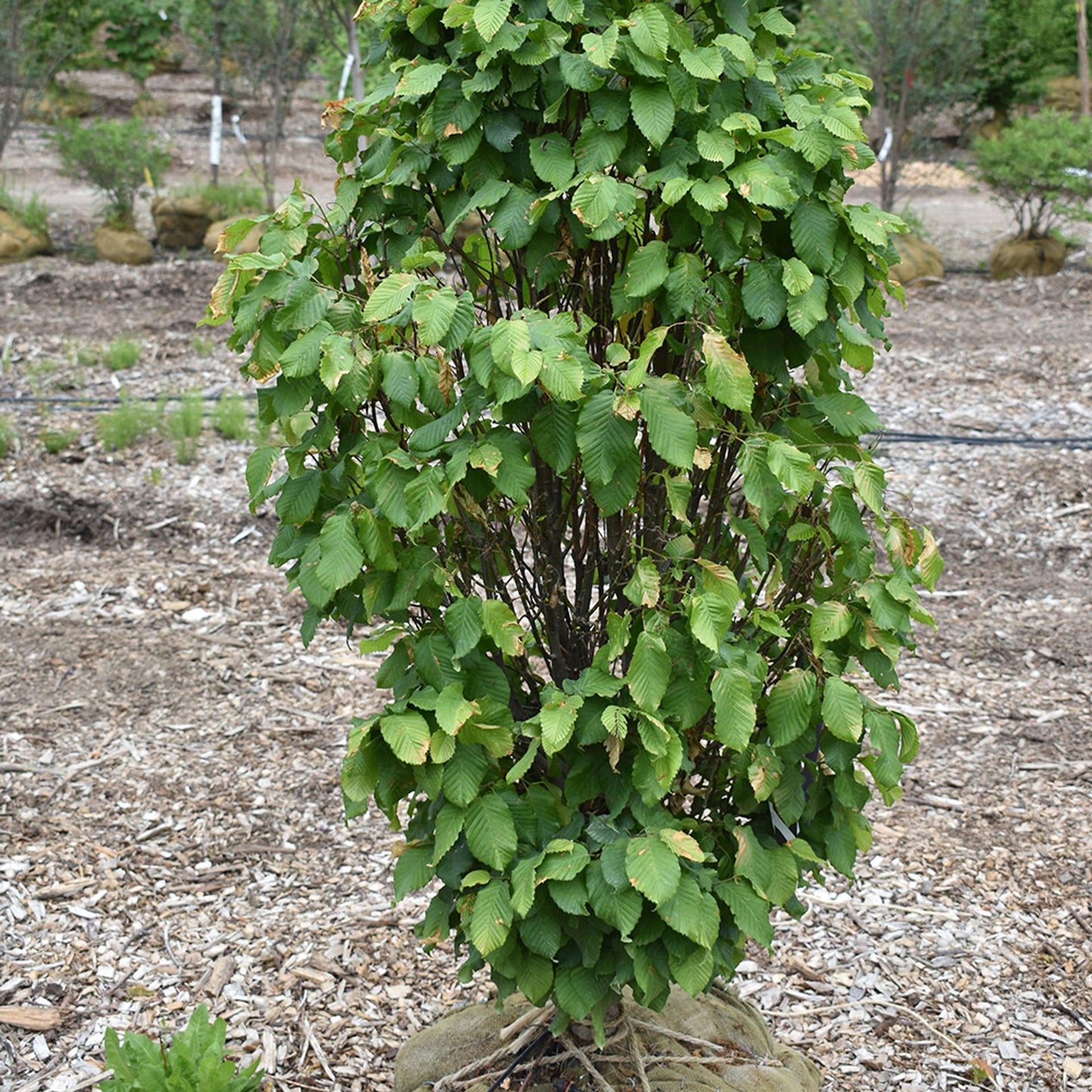 Carpinus Betulus Columnaris Nana Single Stem - View 2 from www redcrocus com