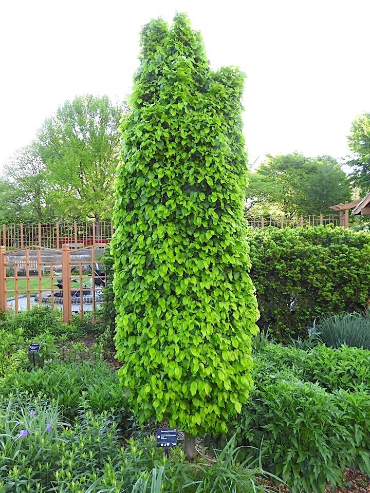 Carpinus Betulus Columnaris Nana Single Stem - View 3 from www redcrocus com