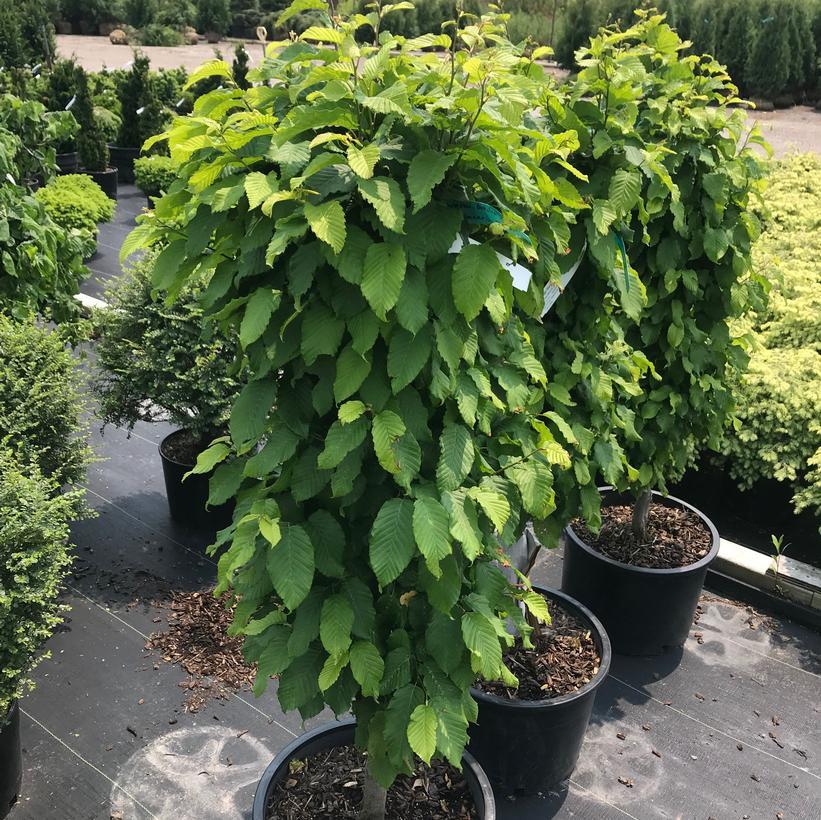 Carpinus Betulus 'columnaris Nana' Single Stem - View 14 from www redcrocus com
