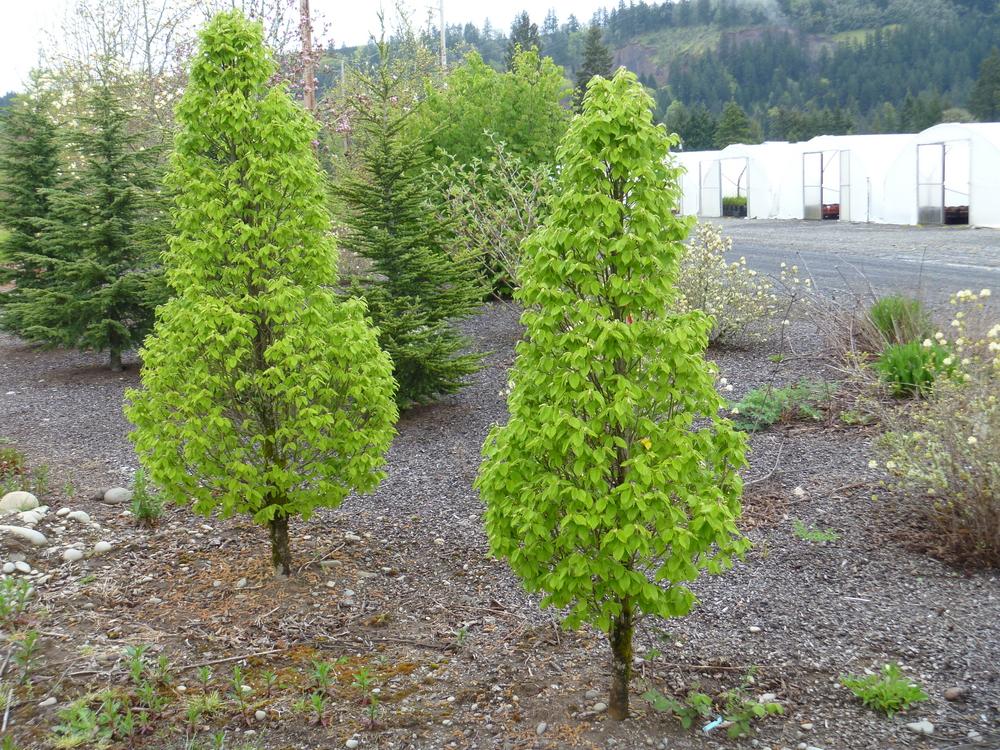 Carpinus Betulus 'columnaris Nana' Single Stem - View 15 from www redcrocus com