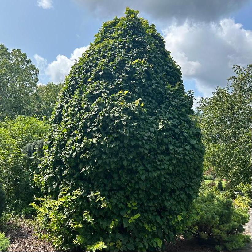 Carpinus Betulus 'columnaris Nana' Single Stem - View 17 from www redcrocus com
