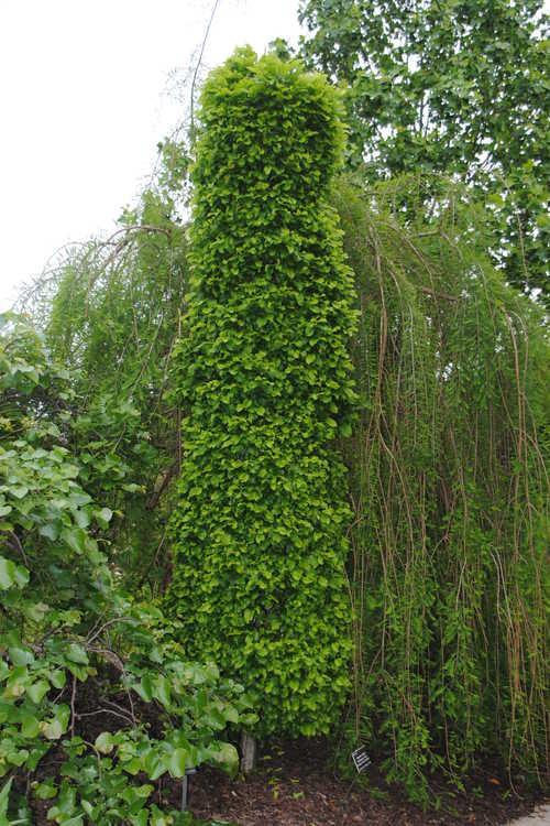 Carpinus Betulus 'columnaris Nana' Single Stem - View 19 from www redcrocus com