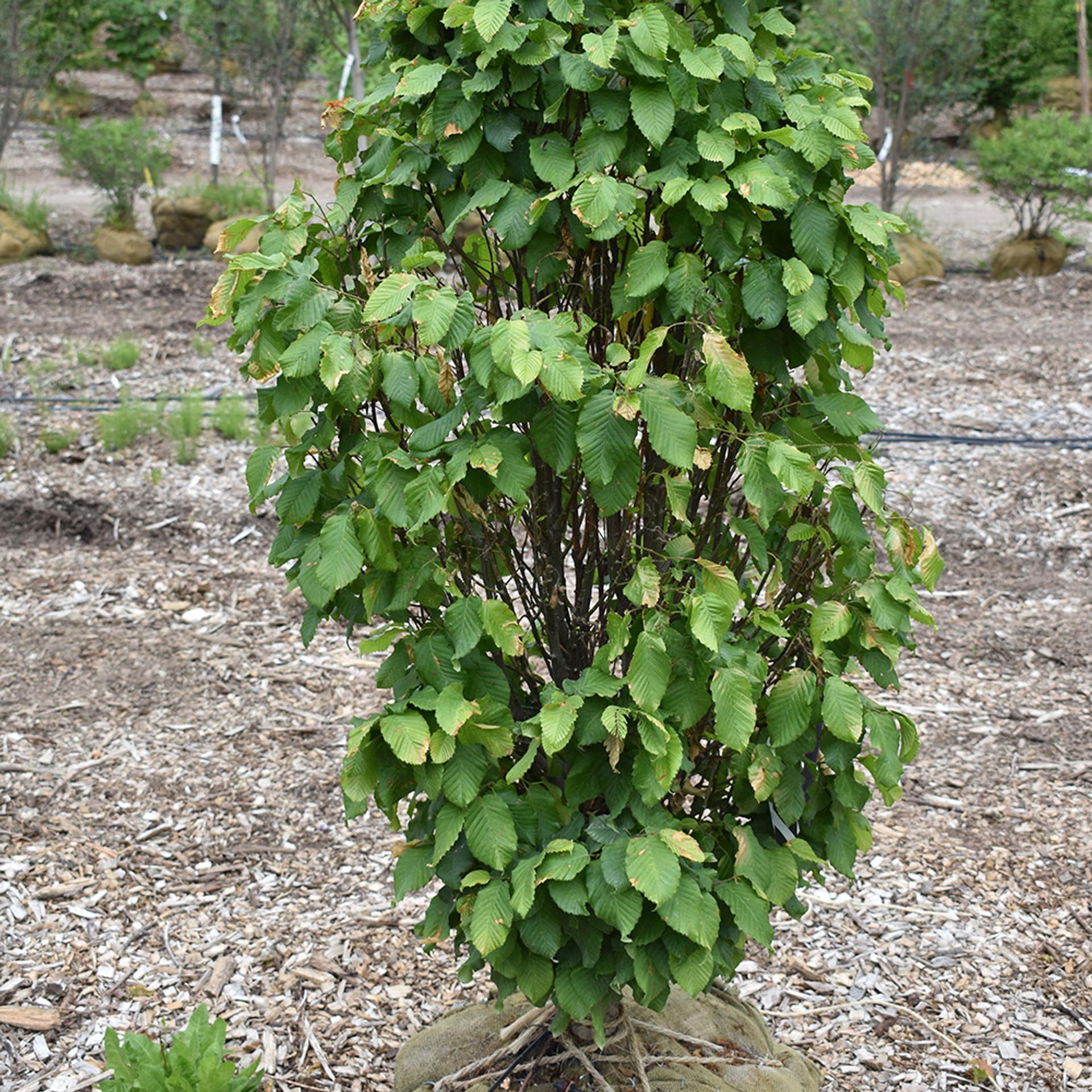 Carpinus Betulus 'columnaris Nana' Single Stem - View 4 from www redcrocus com