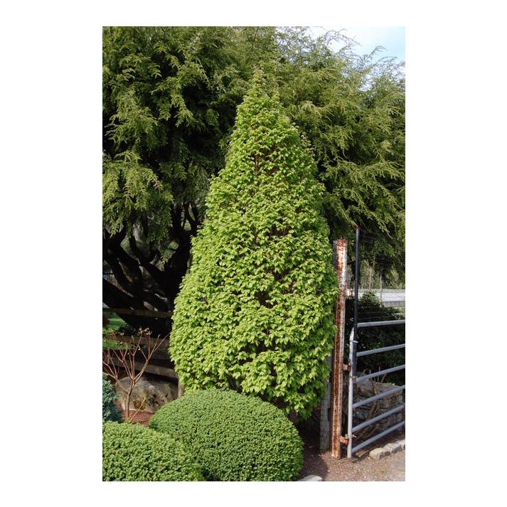 Carpinus Betulus 'columnaris Nana' Single Stem - View 6 from www redcrocus com