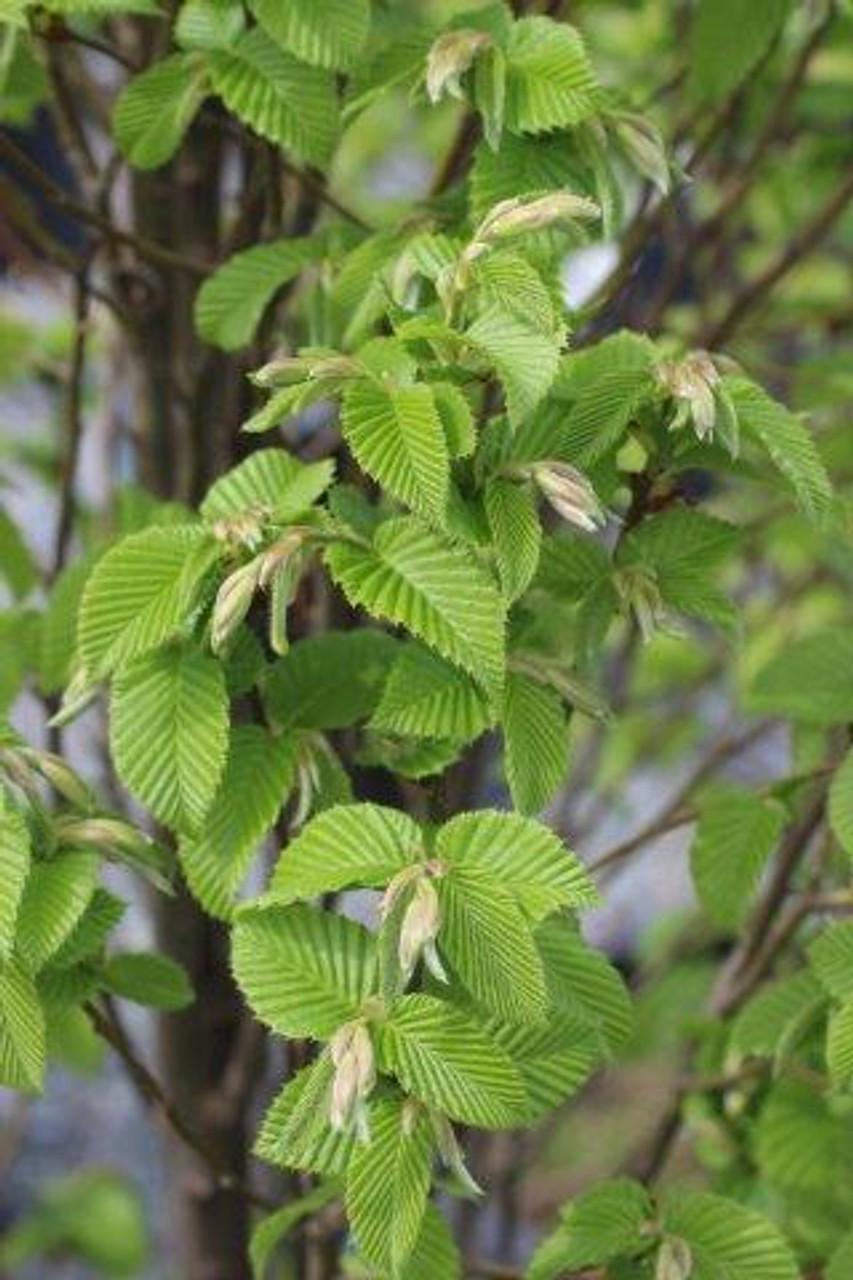 Carpinus Betulus 'columnaris Nana' Single Stem - View 9 from www redcrocus com