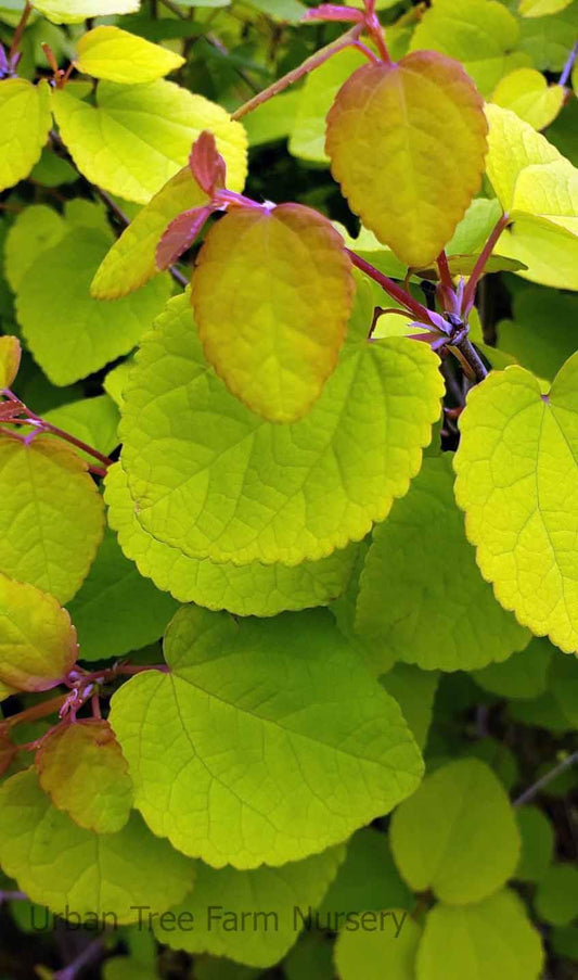 Cercidiphyllum Japonicum Claim Jumper - View 1 from www redcrocus com