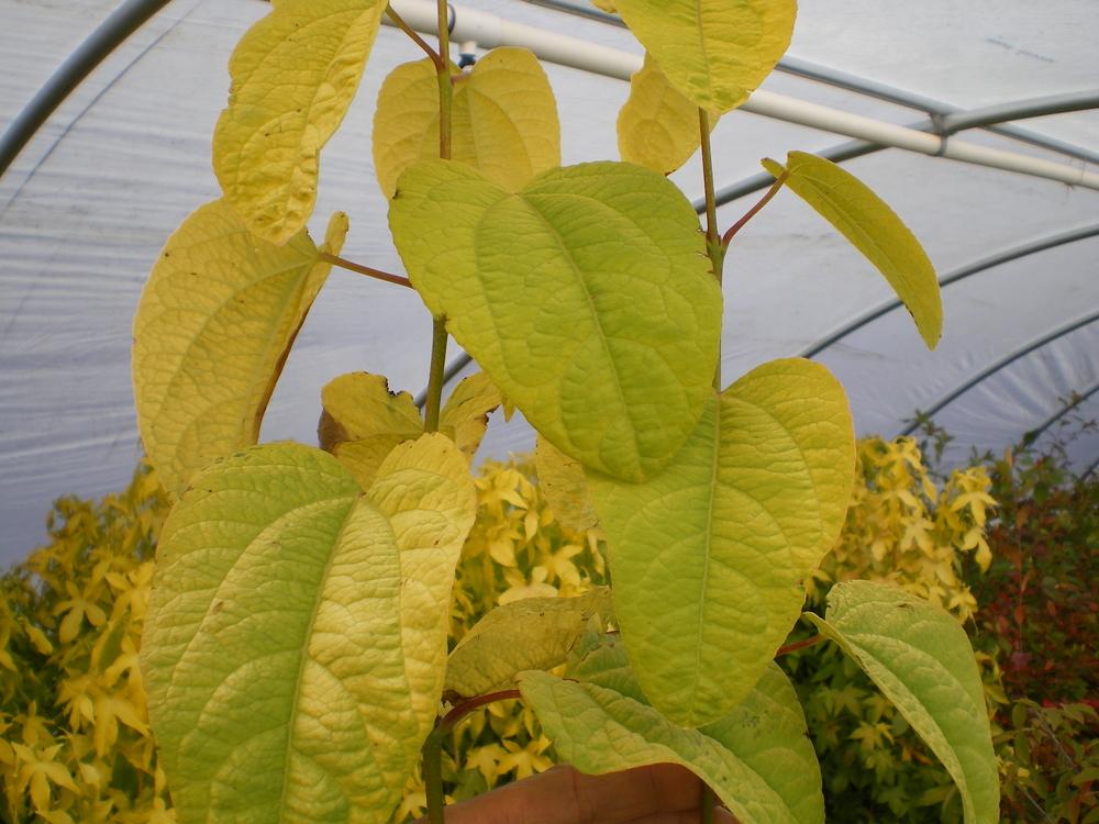 Cercidiphyllum Japonicum 'claim Jumper' - View 14 from www redcrocus com