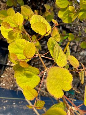 Cercidiphyllum Japonicum 'claim Jumper' - View 15 from www redcrocus com