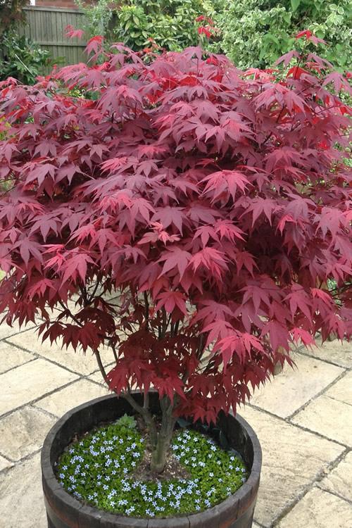 Acer Palmatum 'atropurpureum' - View 11 from www redcrocus com