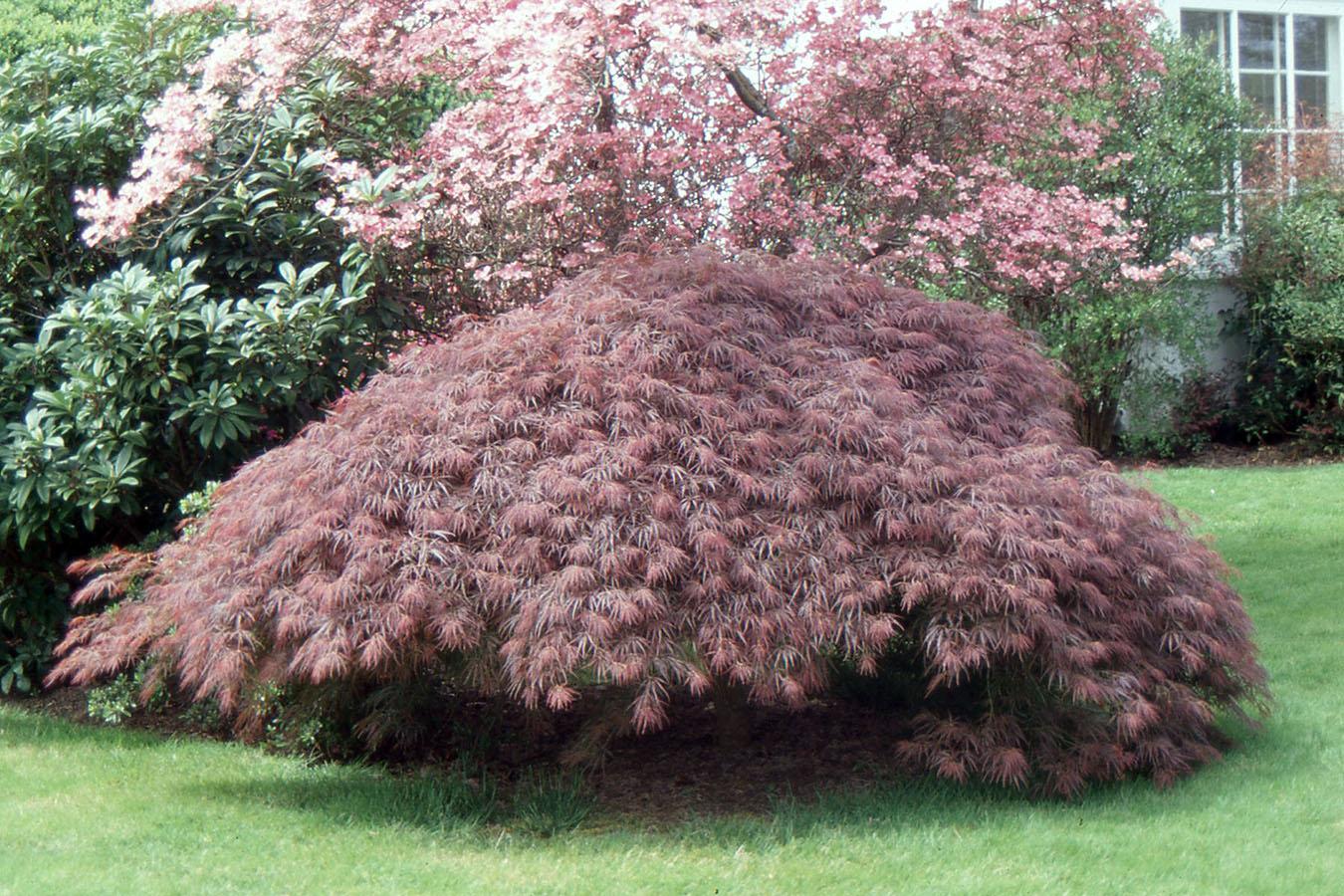 Acer Palmatum 'atropurpureum' - View 12 from www redcrocus com