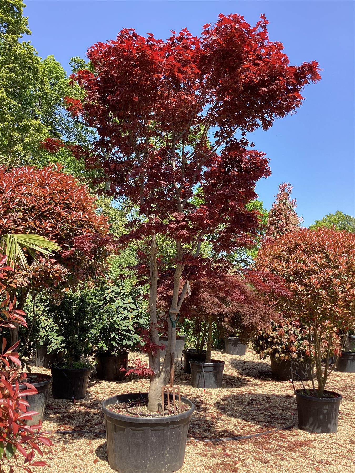 Acer Palmatum 'atropurpureum' - View 17 from www redcrocus com