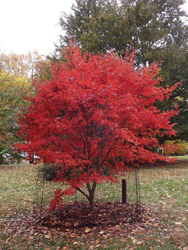 Acer Palmatum 'atropurpureum' - View 20 from www redcrocus com