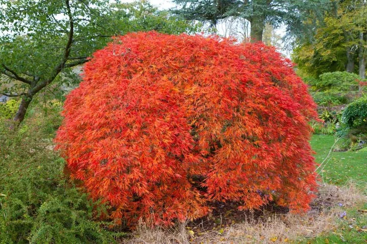 Acer Palmatum 'atropurpureum' - View 21 from www redcrocus com