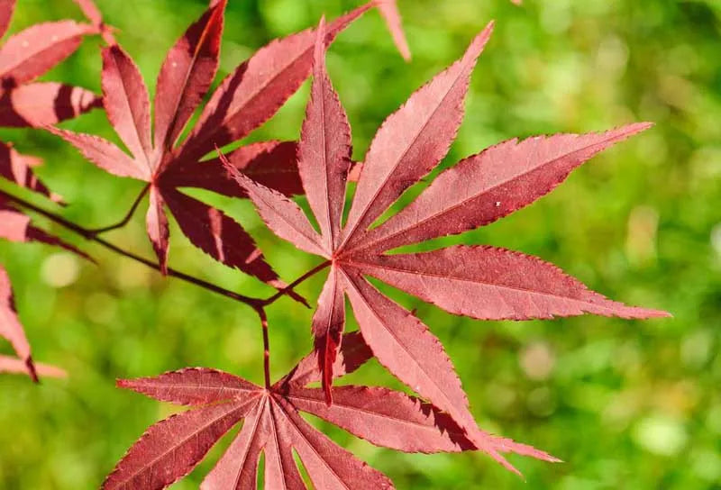 Acer Palmatum 'atropurpureum' - View 23 from www redcrocus com