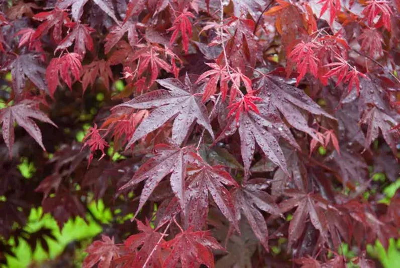 Acer Palmatum 'atropurpureum' - View 27 from www redcrocus com