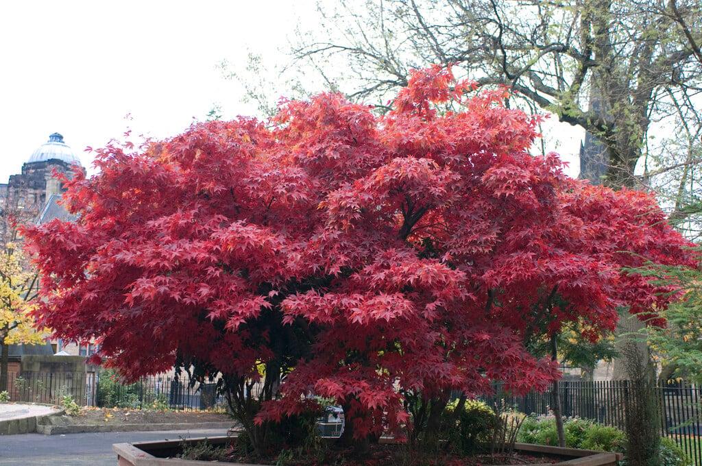 Acer Palmatum 'atropurpureum' - View 31 from www redcrocus com