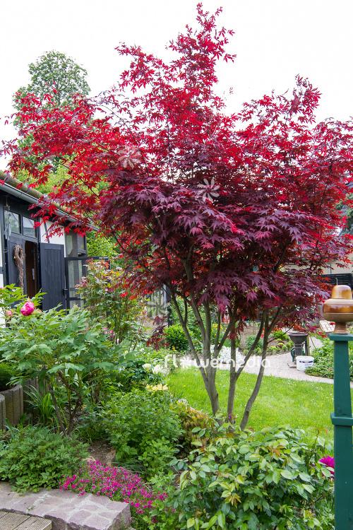 Acer Palmatum 'atropurpureum' - View 32 from www redcrocus com