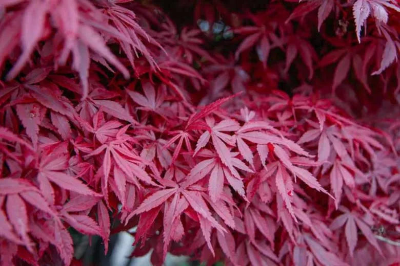 Acer Palmatum 'atropurpureum' - View 4 from www redcrocus com