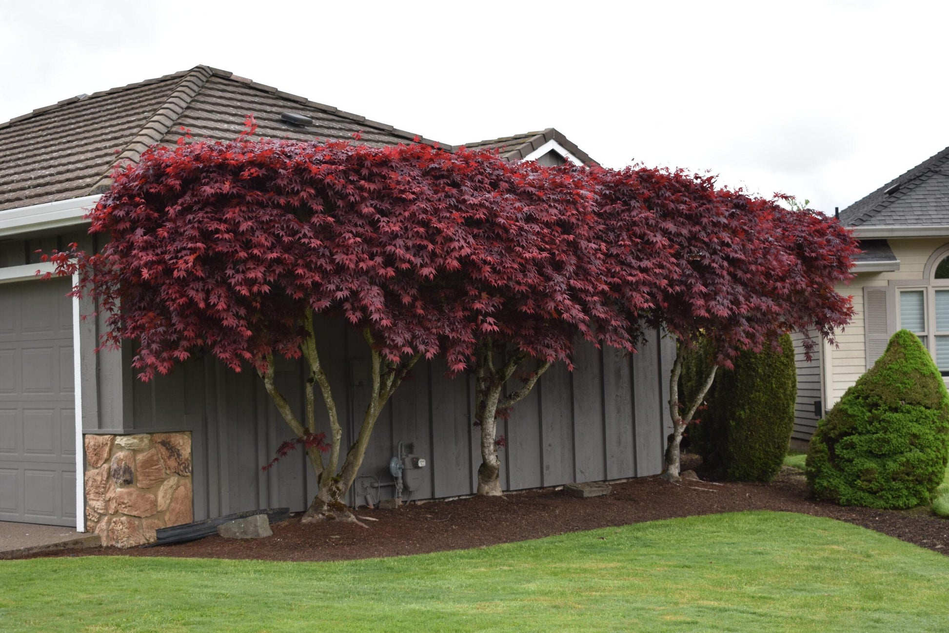 Acer Palmatum 'atropurpureum' - View 9 from www redcrocus com