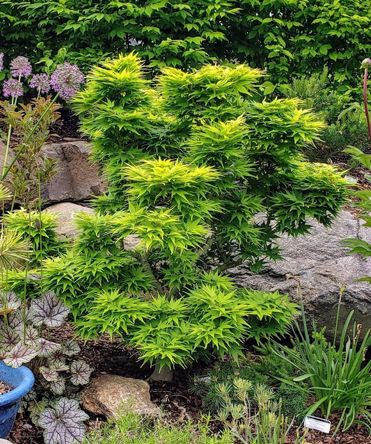 Acer Palmatum 'mikawa Yatsubasa' - View 1 from www redcrocus com