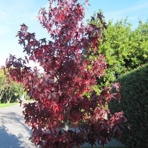 Liquidambar Styraciflua 'happidaze' - View 12 from www redcrocus com