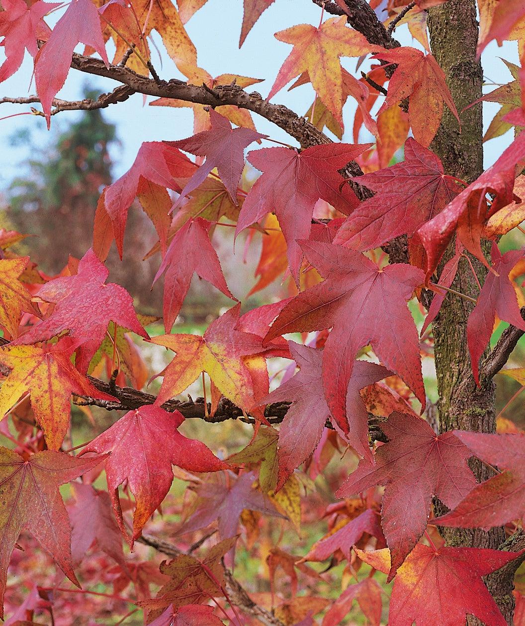 Liquidambar Styraciflua 'happidaze' - View 13 from www redcrocus com