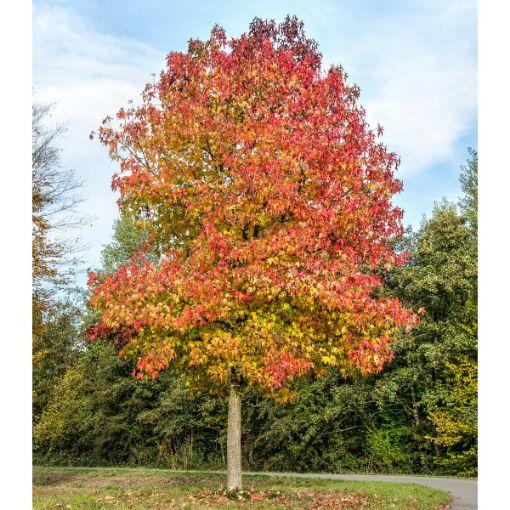 Liquidambar Styraciflua 'happidaze' - View 16 from www redcrocus com