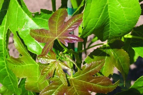 Liquidambar Styraciflua 'happidaze' - View 18 from www redcrocus com