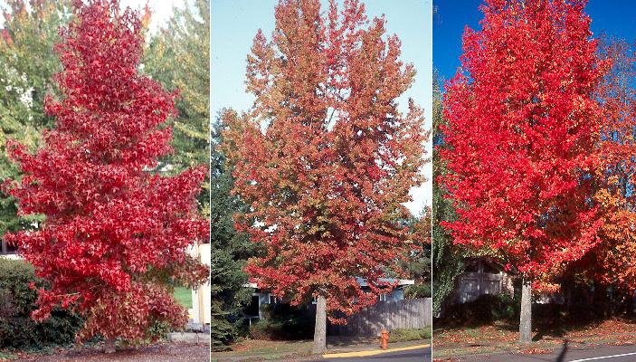 Liquidambar Styraciflua 'happidaze' - View 19 from www redcrocus com